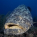 grouper_goliath_gg_jar_v_0302_cub2999.jpg